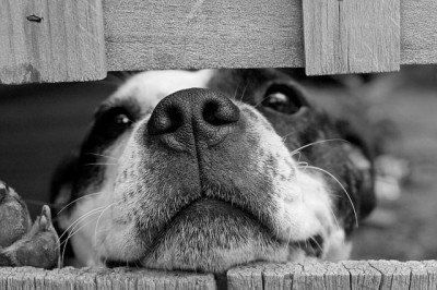 dog3