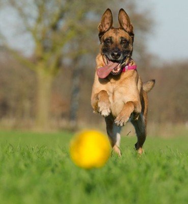 dog4