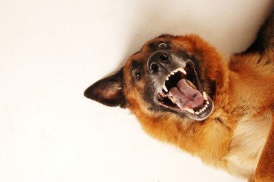 dog5