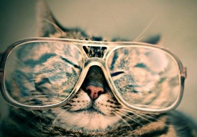 cat-glasses
