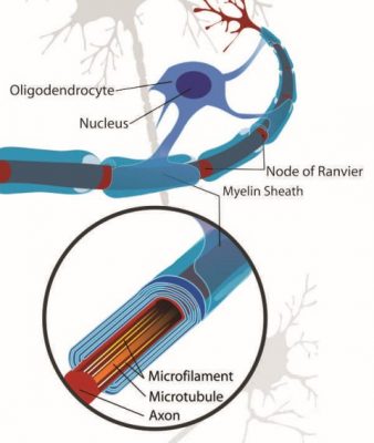 myelin
