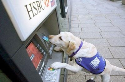 dog assisting at ATM